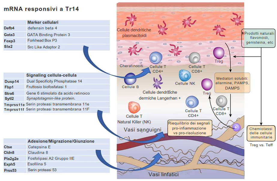 Dall’infiammazione alla guarigione: consigli al banco per un percorso di guarigione efficace