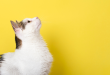 GS-441524 per la Peritonite Infettiva Felina: il corso su preparazioni galeniche in farmacia GS-441524 preparazioni galeniche farmacia veterinaria