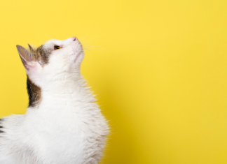 GS-441524 per la Peritonite Infettiva Felina: il corso su preparazioni galeniche in farmacia GS-441524 preparazioni galeniche farmacia veterinaria