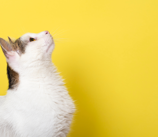 GS-441524 per la Peritonite Infettiva Felina: il corso su preparazioni galeniche in farmacia GS-441524 preparazioni galeniche farmacia veterinaria