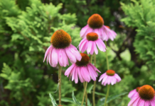 Piante “antivirali” e malattie stagionali: guida pratica in farmacia fitoterapia antivirale efficace in farmacia