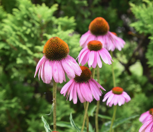 Piante “antivirali” e malattie stagionali: guida pratica in farmacia fitoterapia antivirale efficace in farmacia