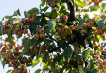I fiori di Bach per gestire le infezioni delle vie urinarie fiori di Bach per infezioni vie urinarie
