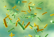 Il microbiota e quello stretto legame con l’invecchiamento Il microbiota e quello stretto legame con l'invecchiamento.