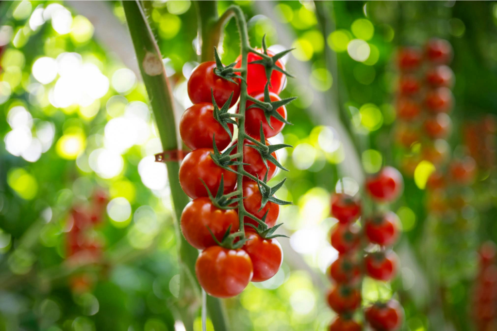 Healtion propone una delle prime passate low nichel immesse sul mercato a base di pomodoro italiano biologico,
