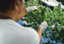 Cannabis commestibile, largo uso nella popolazione anziana per controllare dolore e sonno Cannabis commestibile, largo uso nella popolazione anziana per controllare dolore e sonno.