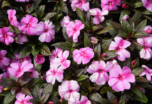 Fiori di Bach per stress, esami e vacanze: guida pratica fiori di Bach per stress e vacanze