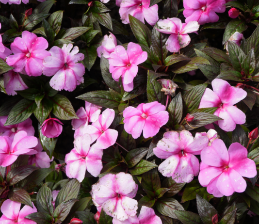 Fiori di Bach per stress, esami e vacanze: guida pratica fiori di Bach per stress e vacanze
