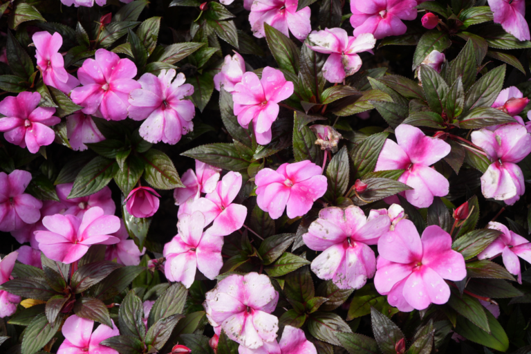 Fiori di Bach per stress, esami e vacanze: guida pratica