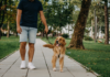 Pet care in farmacia: come proteggere il cane in estate cura del cane in estate