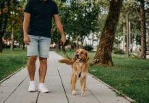 Pet care in farmacia: come proteggere il cane in estate cura del cane in estate