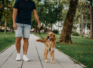 Pet care in farmacia: come proteggere il cane in estate cura del cane in estate