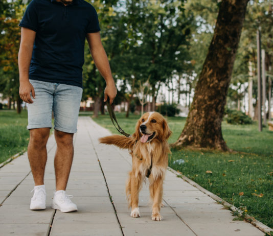 Pet care in farmacia: come proteggere il cane in estate cura del cane in estate