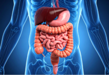 IBS e intestino irregolare: quale fibra scegliere? IBS e intestino irregolare