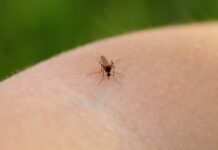 Arbovirosi: una sfida globale che riguarda sempre più anche l’Italia Arbovirosi: una sfida globale che riguarda sempre più anche l'Italia