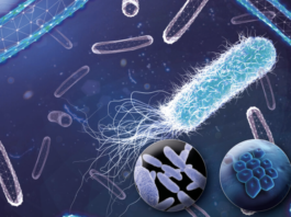 Infezioni del torrente circolatorio una nuova prevenzione è possibile