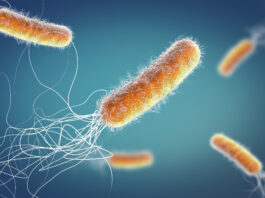 Resistenza agli antibiotici: identificato un nuovo bersaglio nei batteri