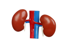 Glomerulopatia da C3 tra sfide diagnostiche, presa in carico e nuove terapie