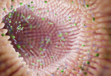 Microbiota intestinale, nuova prospettiva per la diagnosi precoce del diabete gestazionale