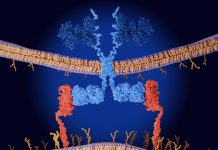 Mieloma multiplo: rimborsata in Italia terapia Car-T cilta-cel in seconda linea di trattamento