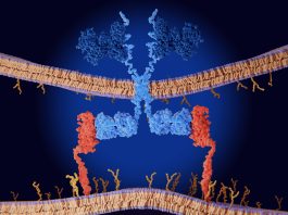 Mieloma multiplo: rimborsata in Italia terapia Car-T cilta-cel in seconda linea di trattamento