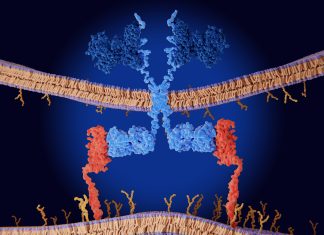 Mieloma multiplo: rimborsata in Italia terapia Car-T cilta-cel in seconda linea di trattamento