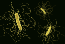 Approccio terapeutico nel Clostridiodes difficile, strategie di sostenibilità