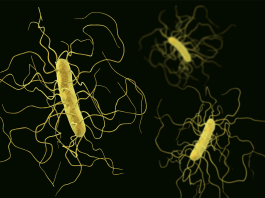 Approccio terapeutico nel Clostridiodes difficile, strategie di sostenibilità