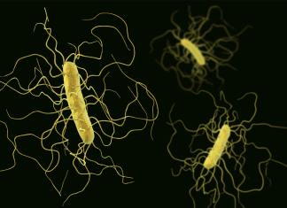 Infezioni chirurgiche in ortopedia, ruolo di tecnologie e microbiota