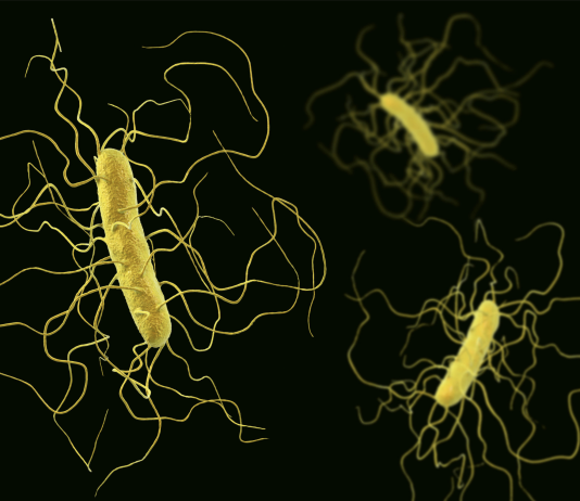 Infezioni chirurgiche in ortopedia, ruolo di tecnologie e microbiota nella prevenzione