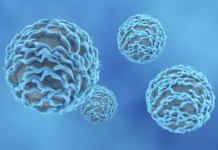 Pfas e sistema immunitario dei bambini, ruolo dei linfociti B Linfociti b sistema immunitario bambini risposta a inquinanti ambientali Pfas