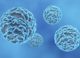 Pfas e sistema immunitario dei bambini, ruolo dei linfociti B Linfociti b sistema immunitario bambini risposta a inquinanti ambientali Pfas