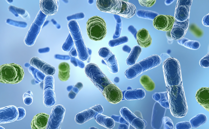 biofilm e batteri