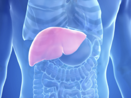 Colangite biliare primitiva: nuovi criteri condivisi per trial, biomarcatori ed endpoint clinici Illustrazione anatomica del fegato umano