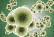 Anticorpo monoclonale contro la sepsi anticorpo monoclonale contro la sepsi