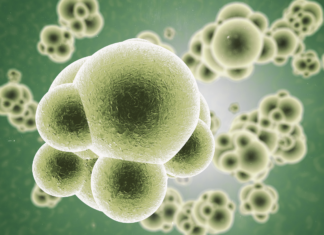 Anticorpo monoclonale contro la sepsi anticorpo monoclonale contro la sepsi