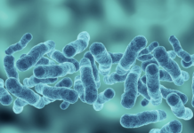 Argipressina e shock settico, le buone pratiche Siaarti Argipressina nello shock settico in Terapia Intensiva