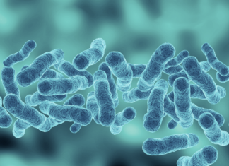 Argipressina e shock settico, le buone pratiche Siaarti Argipressina nello shock settico in Terapia Intensiva