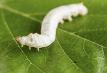 Ustioni, nuove prospettive dal baco da seta trattamento ustioni e baco da seta