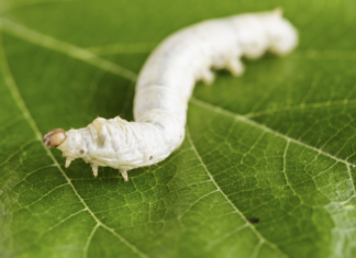 Ustioni, nuove prospettive dal baco da seta trattamento ustioni e baco da seta