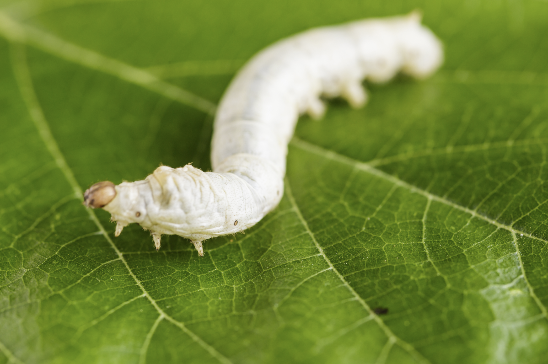 Ustioni, nuove prospettive dal baco da seta