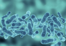 Sepsi, edizione 2026 delle linee guida internazionali aggiornamento linee guida sepsi