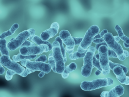 Sepsi, edizione 2026 delle linee guida internazionali aggiornamento linee guida sepsi