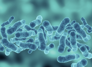 Sepsi, edizione 2026 delle linee guida internazionali aggiornamento linee guida sepsi