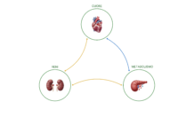 Riflettori accesi sulla sindrome cardio-nefro-metabolica