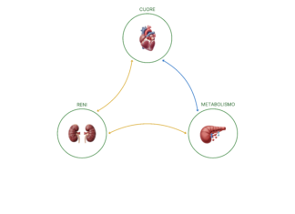 Riflettori accesi sulla sindrome cardio-nefro-metabolica