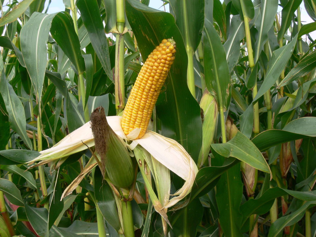 La quinoa tollera la siccità e consuma molta meno acqua rispetto al mais