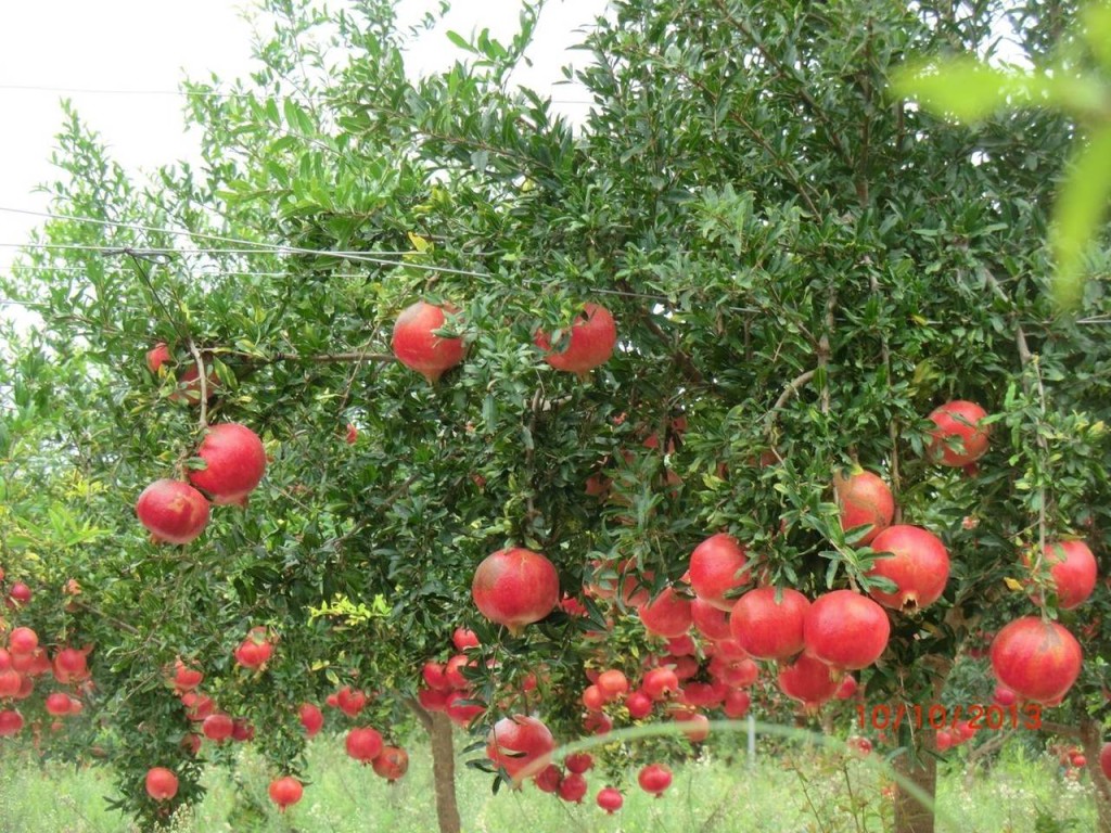 Il melograno è considerato un superfood grazie all'alto contenuto di polifenoli e ad altre sostanze nutritive