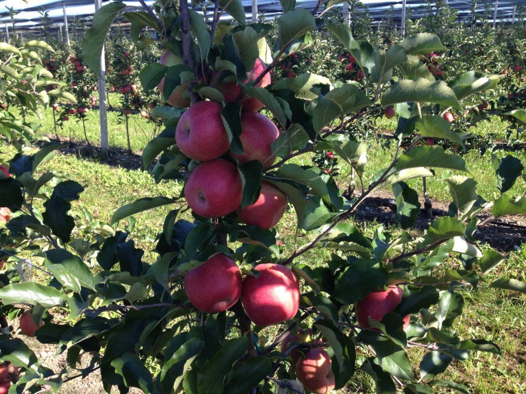 La nuova raccolta di Mele Pink Lady comincerà a partire dalla fine estate