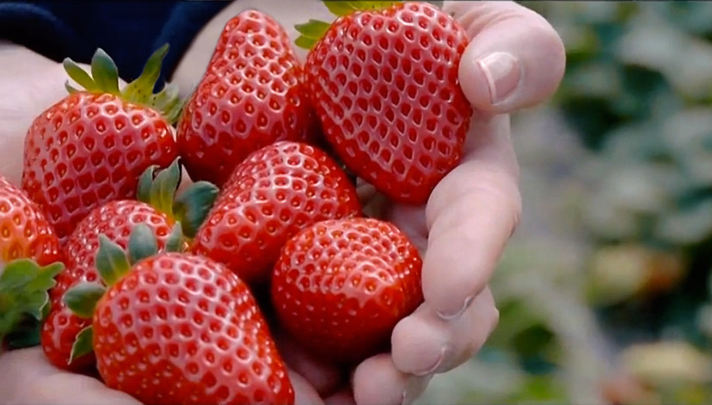 Prezzi medio-bassi anche anche per la fragola Candonga, a causa di un calo della domanda determinato dalle basse temperature